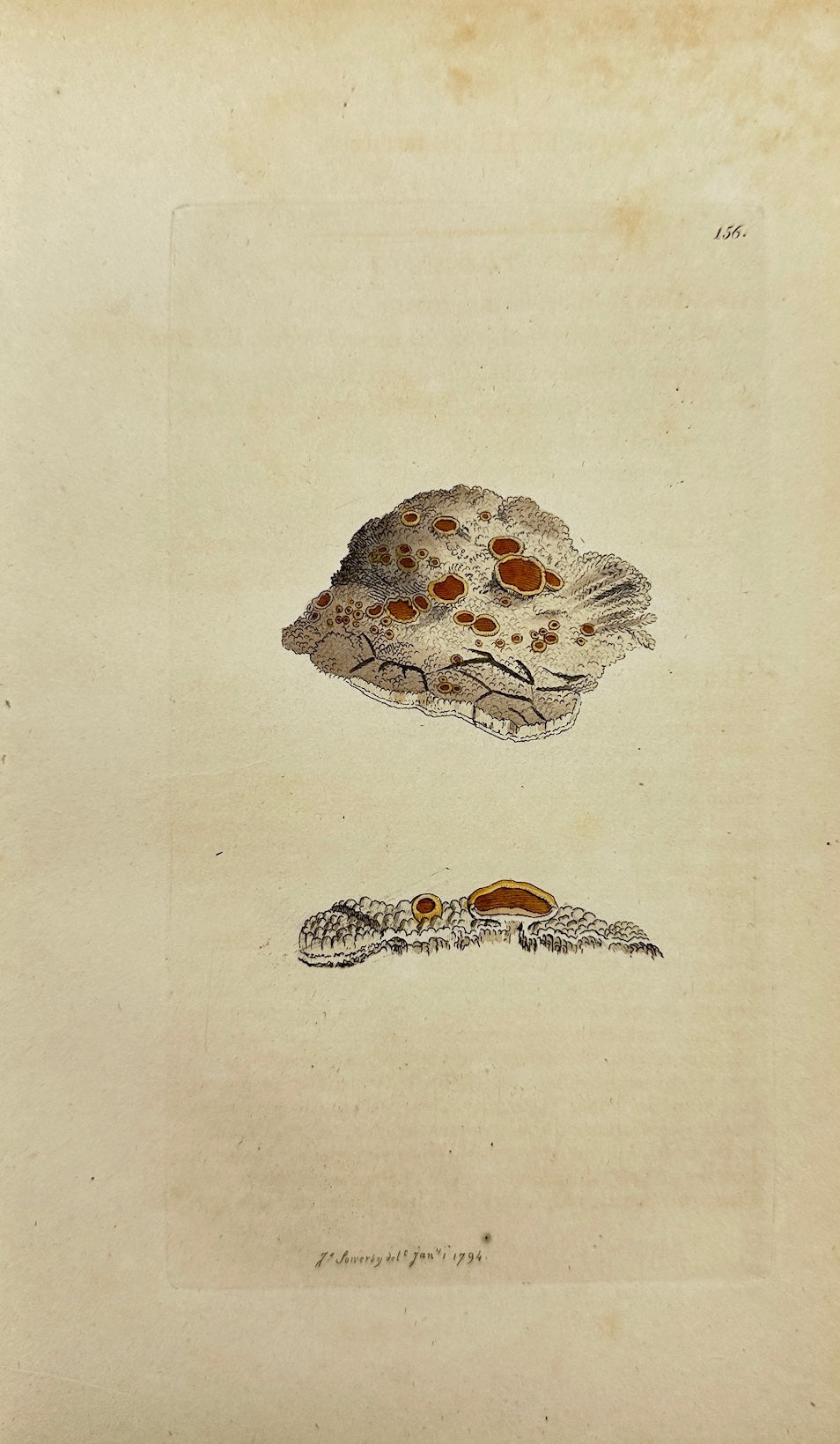 Antique Print - James Sowerby - Lichen Tartareus - Tartareous Lichen - F1