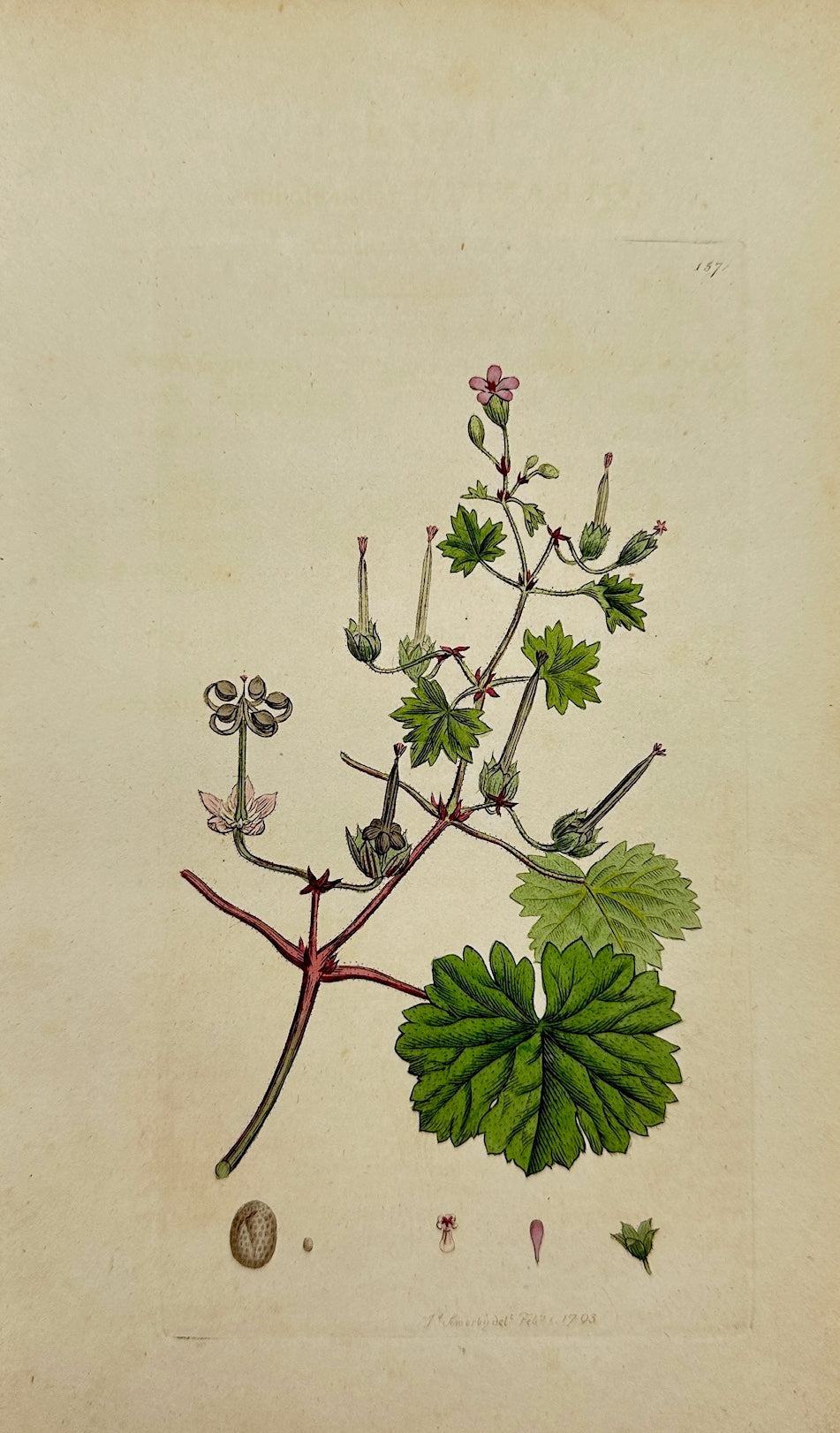 Antique Print - Sowerby - Geranium Rotundifolium - Doves-foot Cranesbill - F1