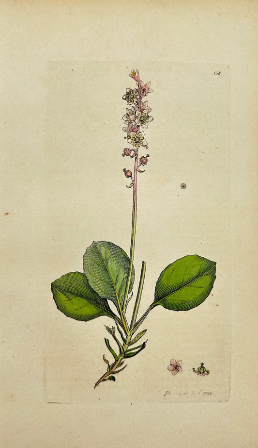 Antique Print - James Sowerby - Pyrola Minor - Leffer Winter-green - F1