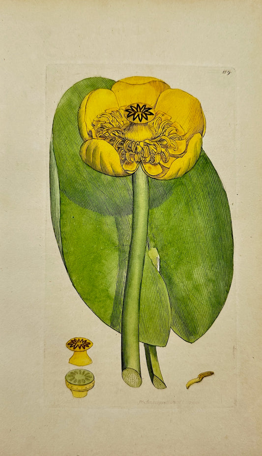 Antique Print - James Sowerby - Nymphaea Lutea - Yellow Water-Lily - F1