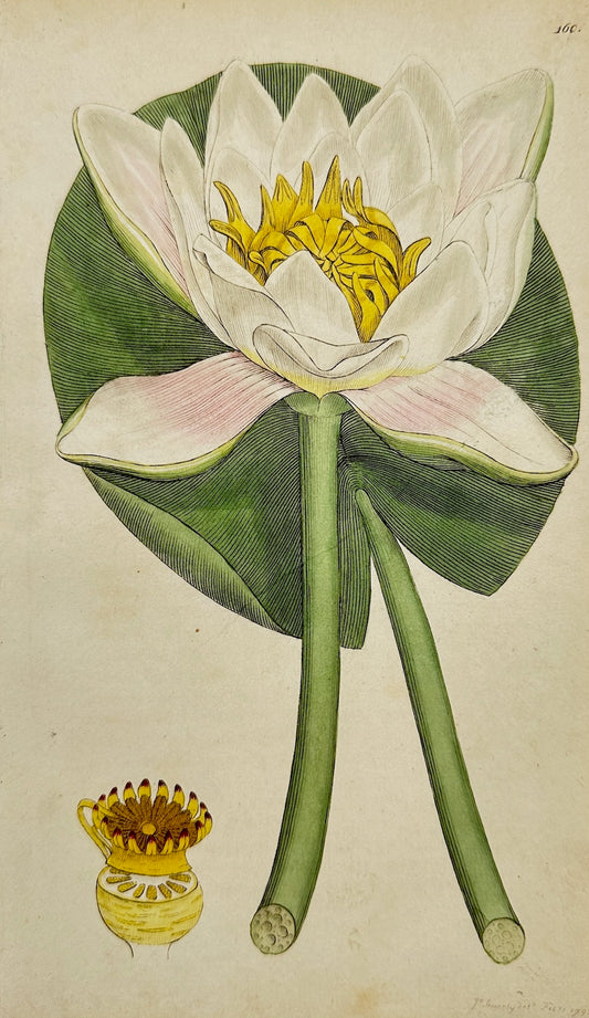 Antique Botanical Print - James Sowerby - Nymphaea Alba - White Water-Lily - F1