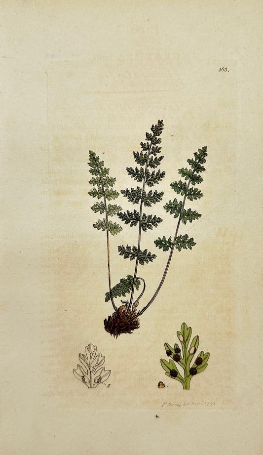 Antique Print - James Sowerby - Cyathea Incisa - Laciniated Cup-fern - F1