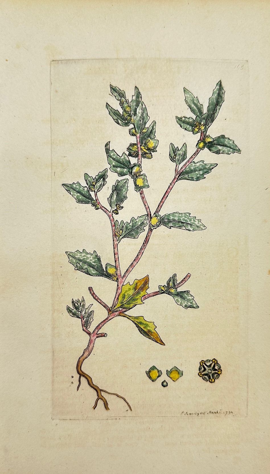 Antique Print - James Sowerby - Atriplex Laciniata - Frosted Sea Orache - F1