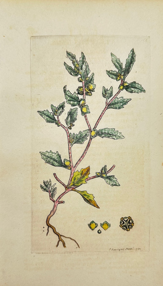 Antique Print - James Sowerby - Atriplex Laciniata - Frosted Sea Orache - F1