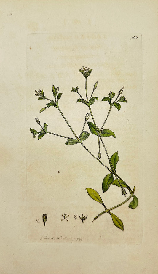 Antique Print - James Sowerby - Sagina Cerasitoides - Moufe-ear Pearl-wort - F1