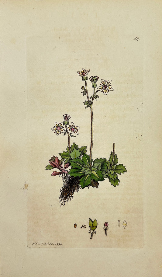 Antique Print - James Sowerby - Saxifraga ſtellaris - Hairy Saxifrage - F1