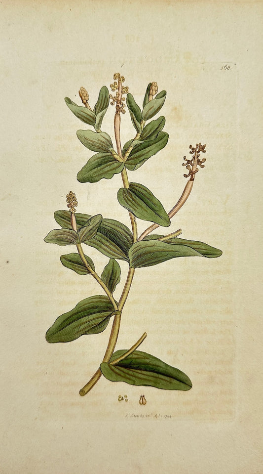 Antique Print - Sowerby - Potamogeton Perfoliatum - Perfoliate Pond-weed - F1