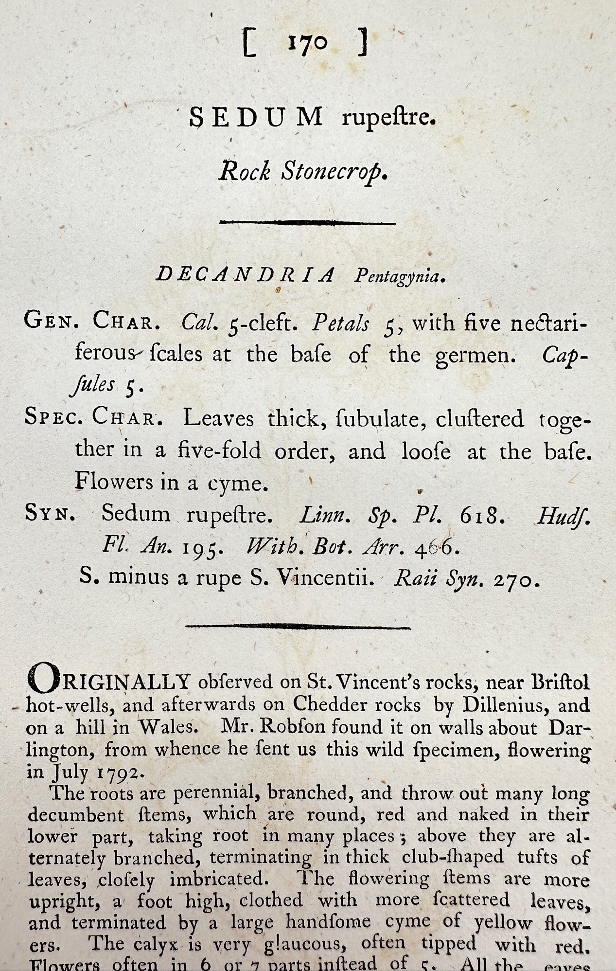 Antique Botanical Print - James Sowerby - Sedum Rupestre - Rock Stonecrop - F1