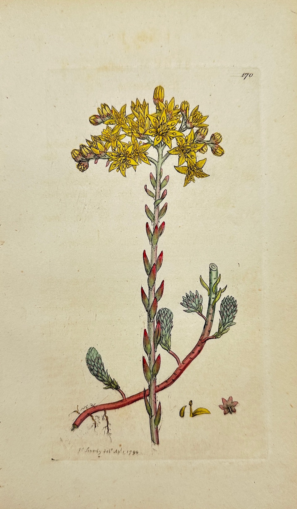 Antique Botanical Print - James Sowerby - Sedum Rupestre - Rock Stonecrop - F1