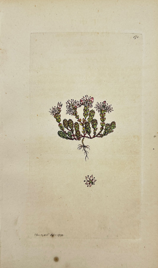 Antique Print - James Sowerby - Sedum Anglicum - English Stone-crop - F1