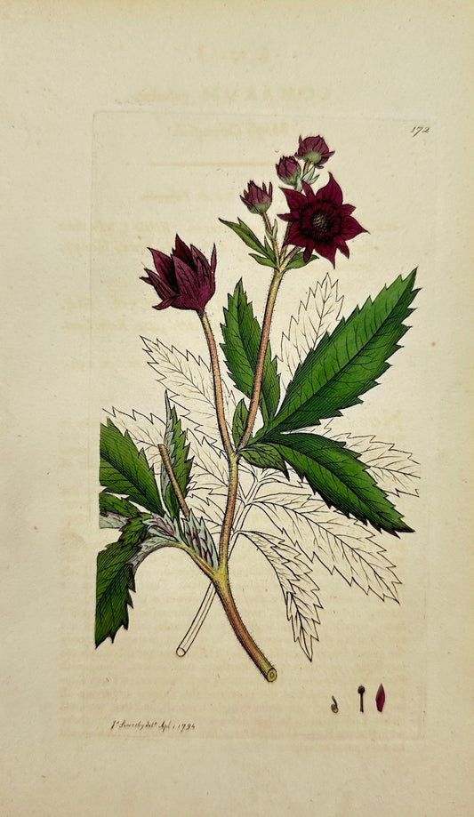 Antique Print - James Sowerby - Comarum Palustre - Marsh Cinquefoil - F1